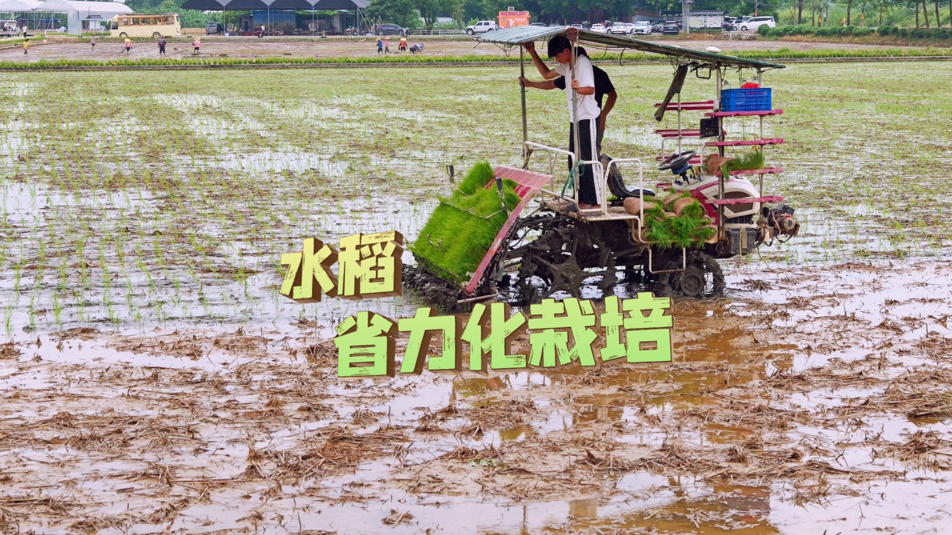 插秧不用人、开沟不用锹——千亩稻田的“省力密码”