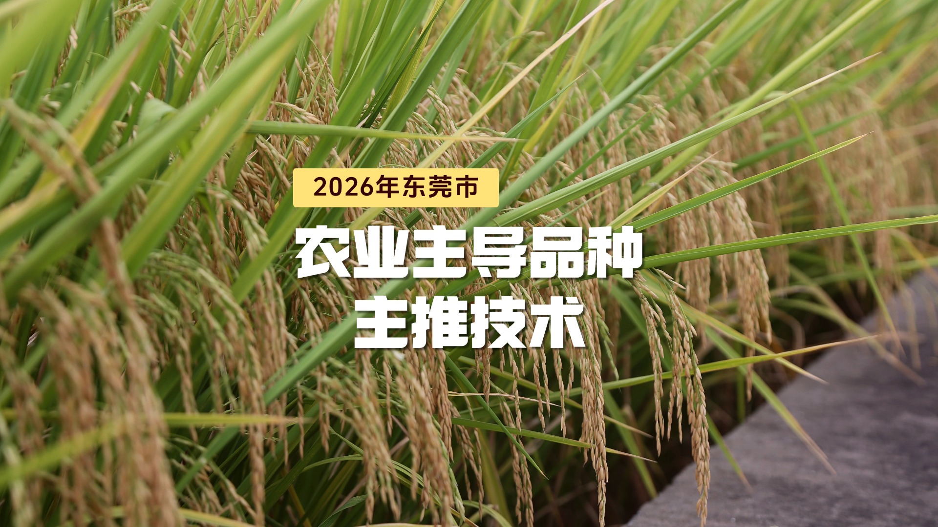 2026年东莞市农业主导品种和主推技术