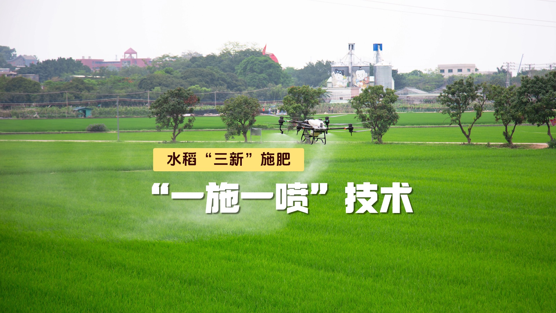 东莞推广“一施一喷”技术助力水稻增产增收