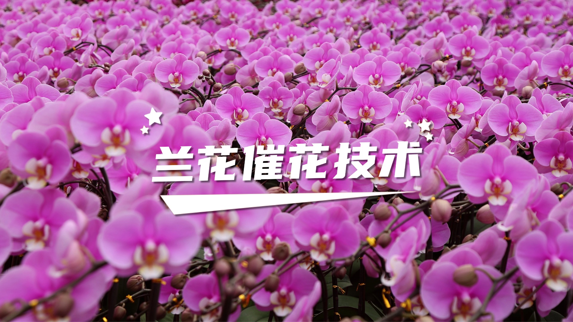 兰花催花有妙招  赏花不用等