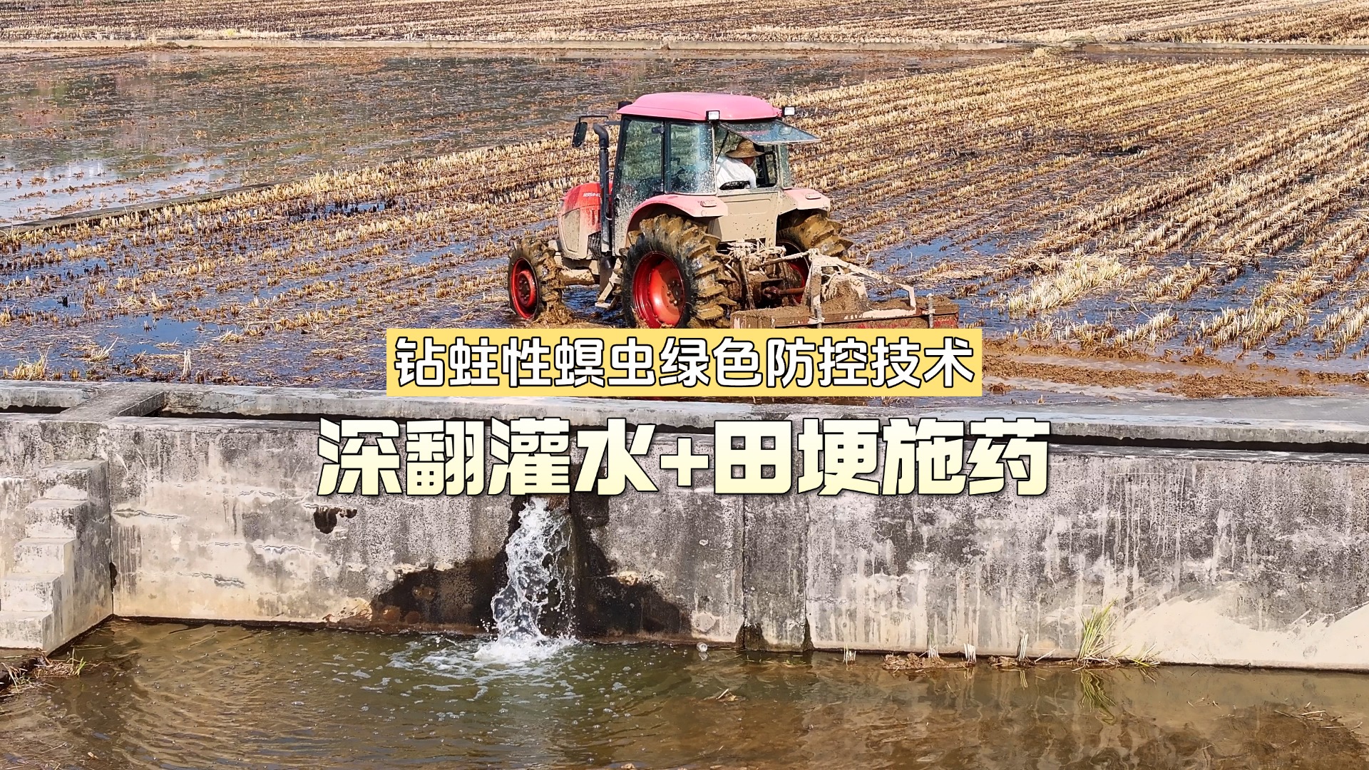 东莞探索水稻钻蛀性螟虫绿色防控技术见成效