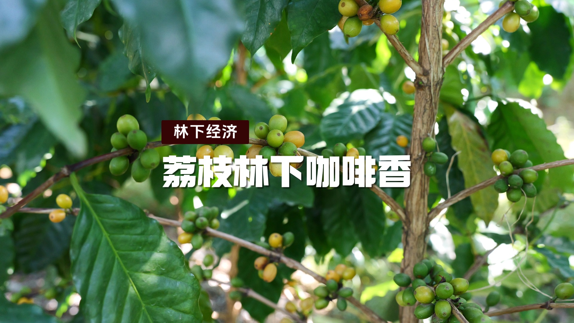 东莞荔枝林下 飘出咖啡香