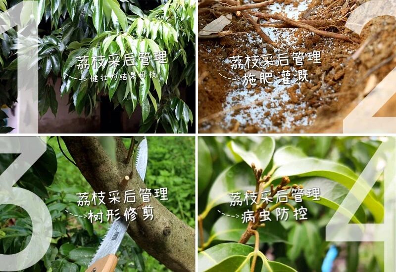 莞农云课堂 | 荔枝采后管理四要点，荔农必看！