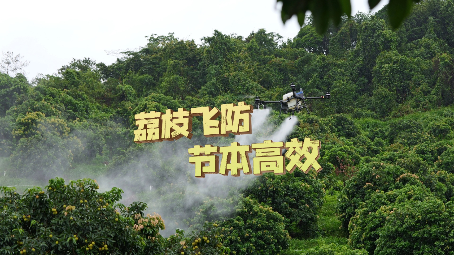 农业无人机飞防，让东莞荔枝植保“飞”起来