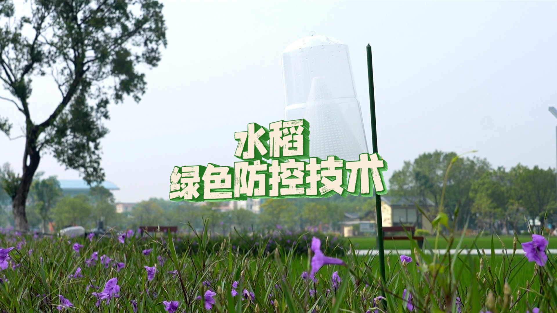 水稻绿色防控：食诱剂靶向诱杀+生物农药精准施用