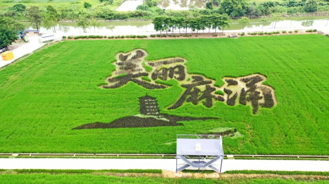 假期去哪玩？麻涌千亩稻田“长”出一幅画，来打卡