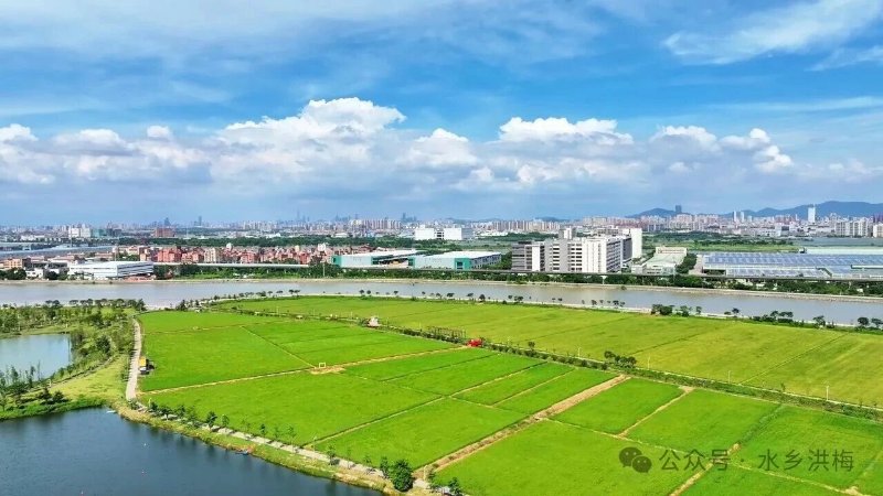 水乡洪梅，半城秋水，无边秋意