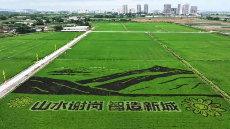 月底见！谢岗黎村良田公园一期竣工在即