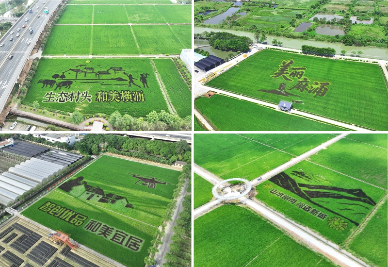 画中稻、稻中画，东莞这些稻田美不胜收！