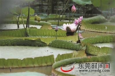 夏日赏荷地图.jpeg