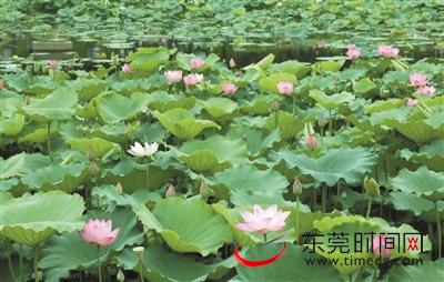 夏日赏荷地图3.jpeg