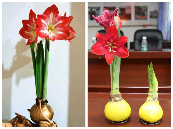 圣茵如意球.jpg