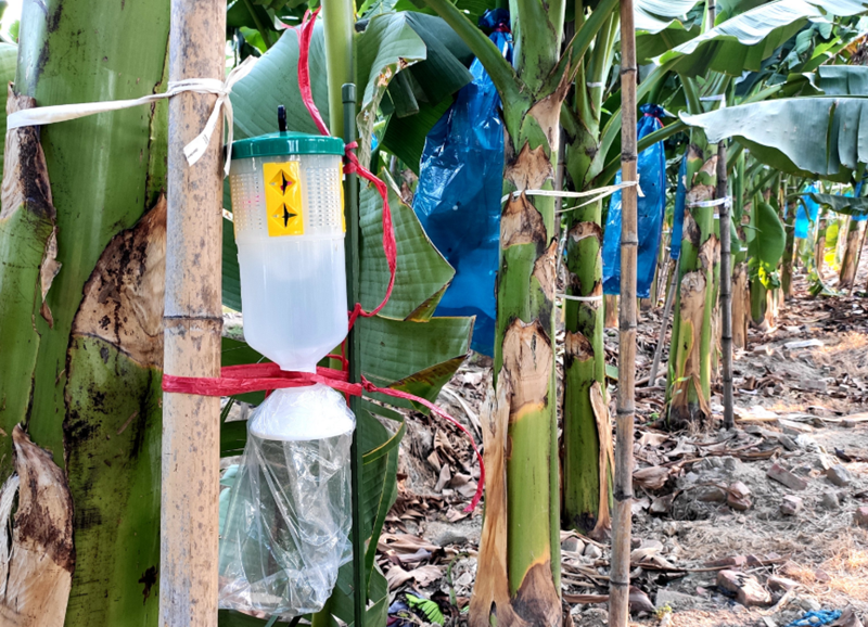 我市切实加强草地贪夜蛾监测防控工作