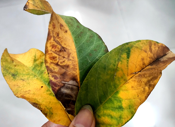 道滘:番石榴落叶严重 果农上门求诊